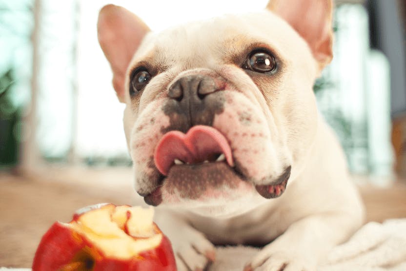 how much apple can a dog eat