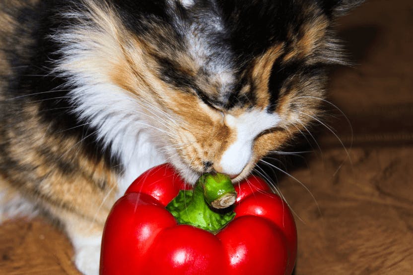 wellness-can-cats-eat-bell-peppers-hero-image