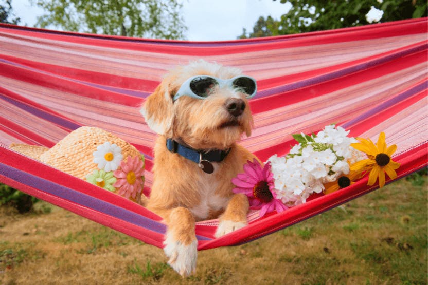 wellness-sun-safety-tips-for-pets-this-summer-hero-image