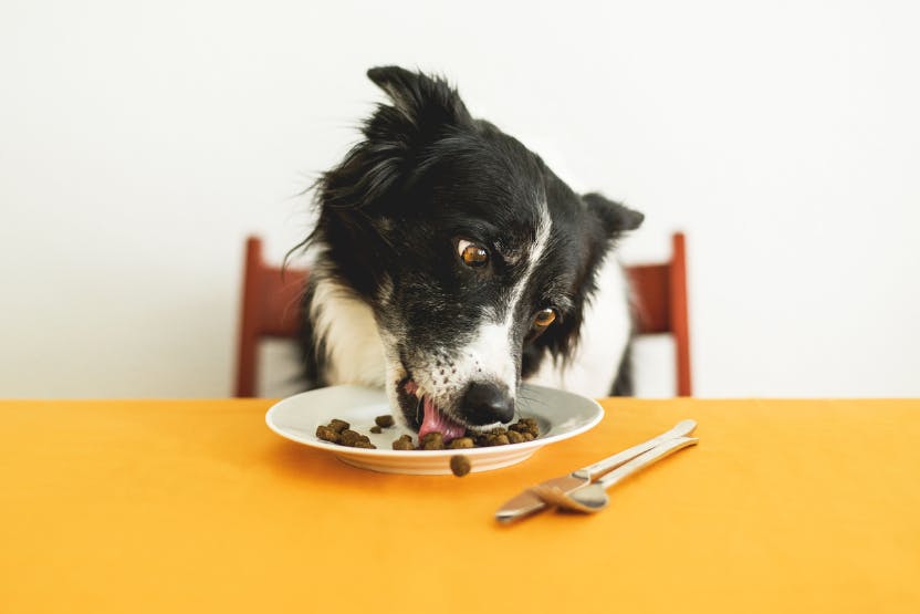 High protein outlet dog food problems