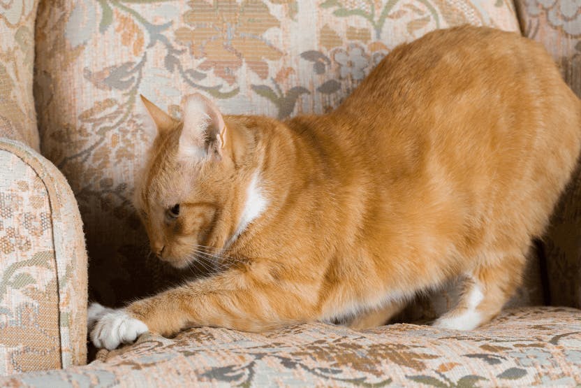 Natural remedies to stop cats from scratching clearance furniture