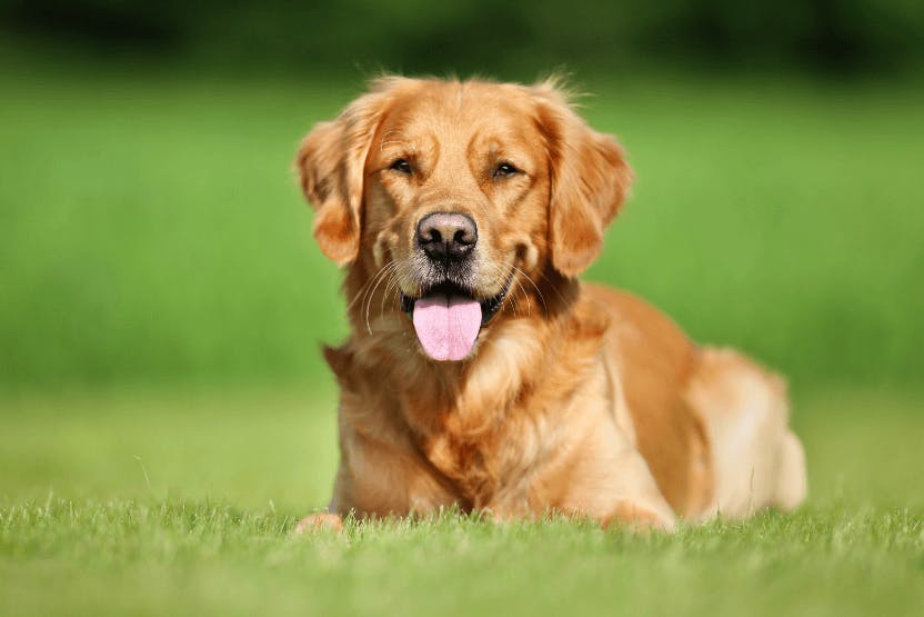 Human probiotics 2024 for dogs