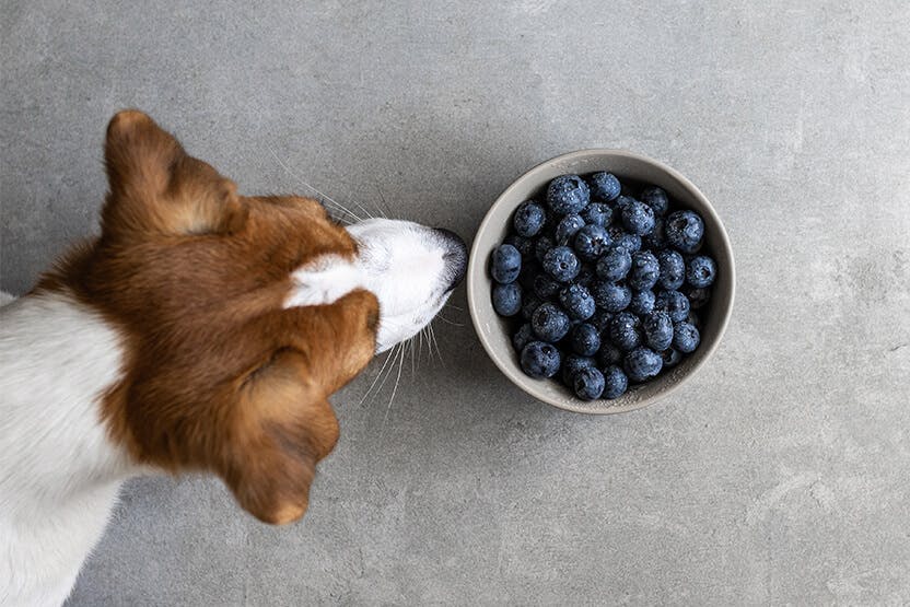 wellness-can-dogs-eat-blueberries-hero-image