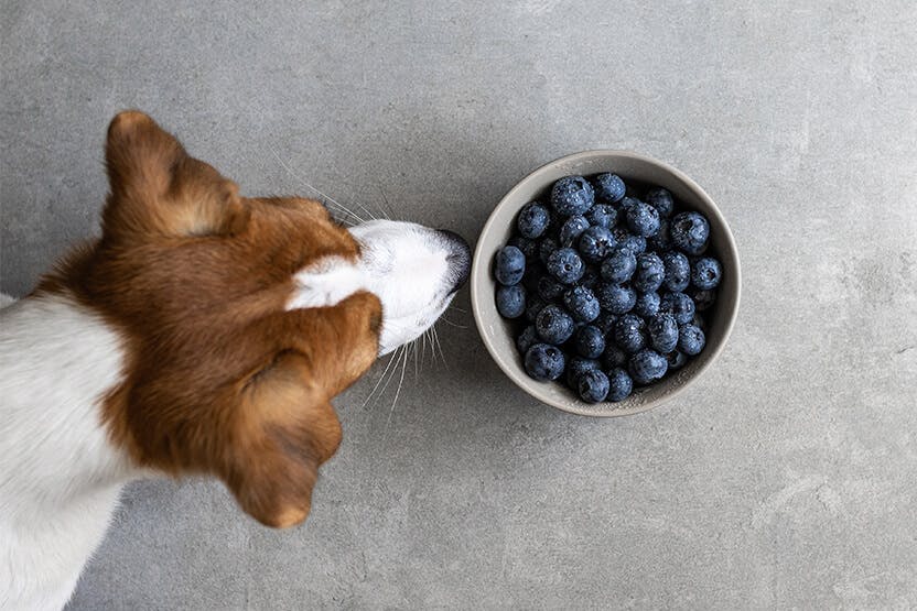 Are dogs allowed to eat outlet blueberries