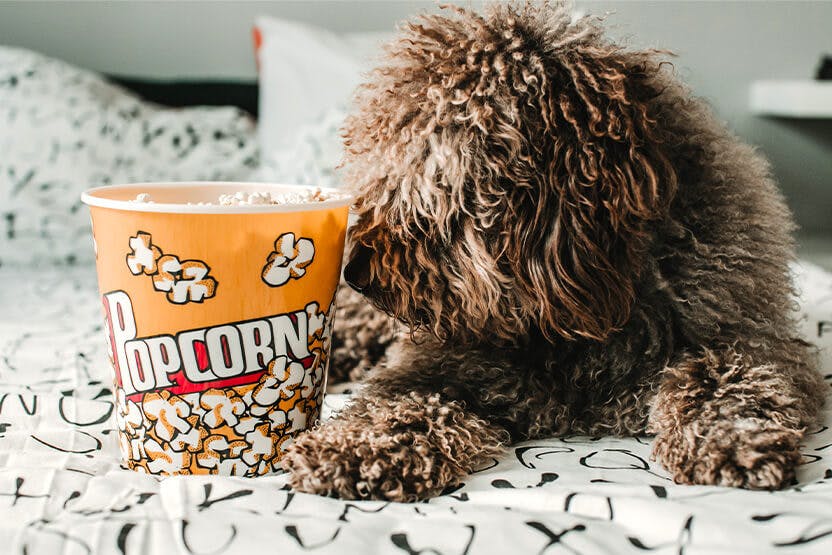 Can Dogs Eat Popcorn Wag