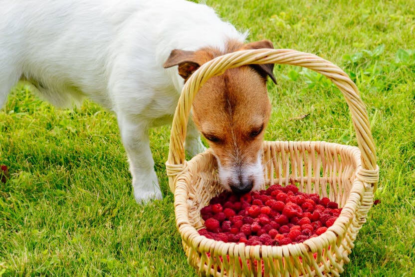 wellness-can-dogs-eat-raspberries-hero-image