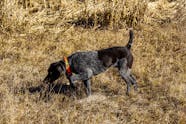 Dog Eating Poop And Throwing Up Factory Sale Congdoan sgu edu vn
