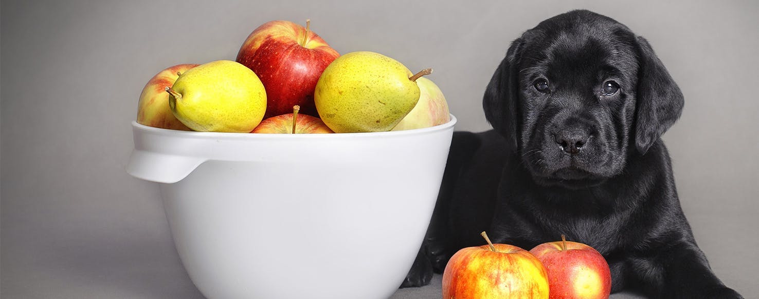 Fruits for outlet dogs