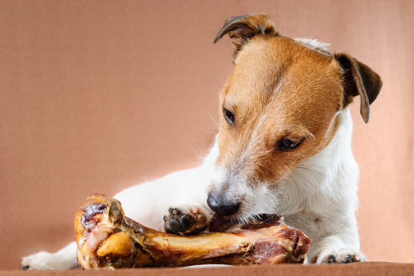 wellness-can-dogs-eat-bones-hero-image