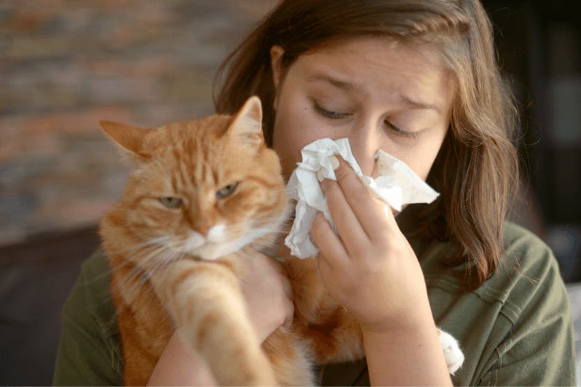wellness-11-tips-and-remedies-to-reduce-your-cat-allergies-hero-image