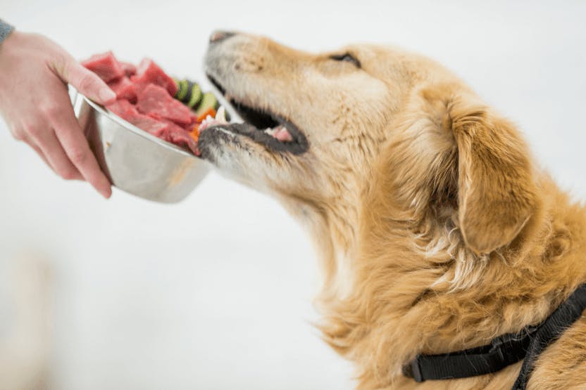 What Should You Feed Your Dog? Raw vs. Kibble