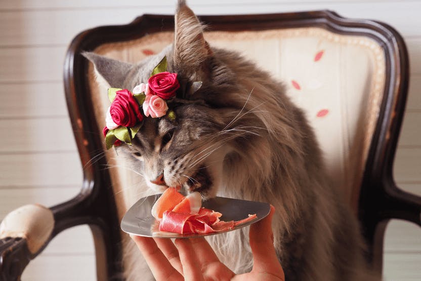 wellness-raw-diet-for-cats-what-you-need-to-know-hero-image
