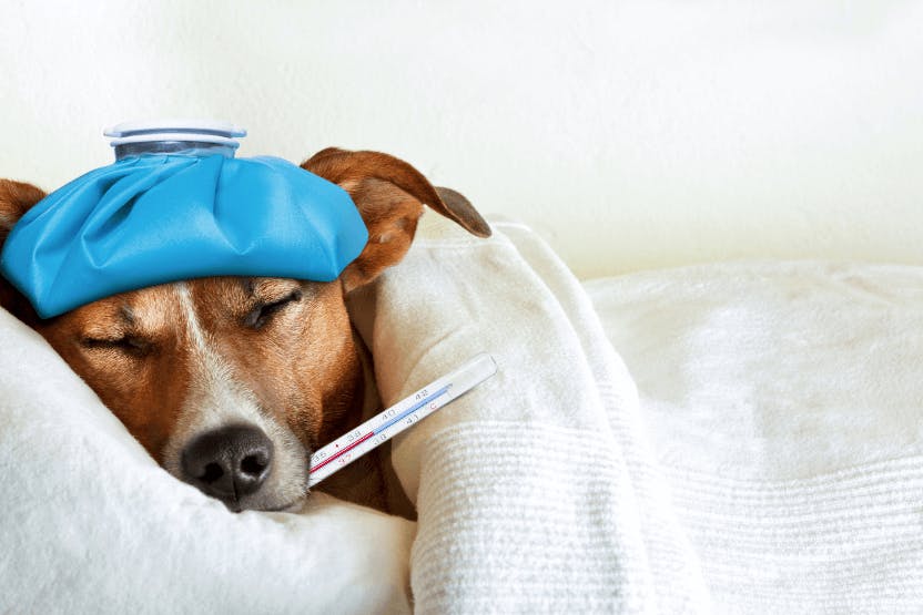 wellness-does-my-dog-have-canine-flu-hero-image
