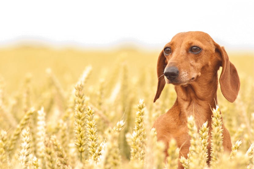 wellness-should-dogs-have-grain-in-their-diet-hero-image
