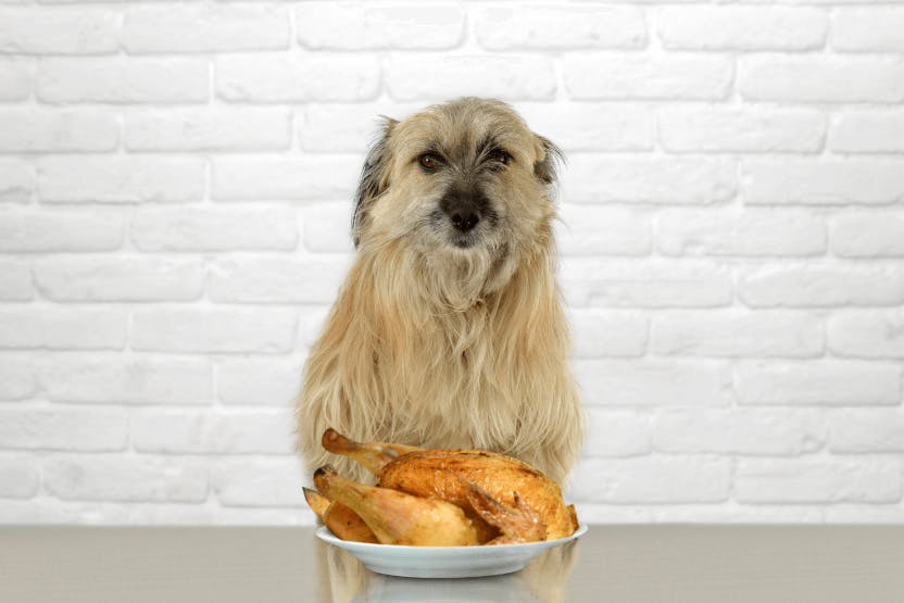 wellness-can-dogs-eat-chicken-hero-image