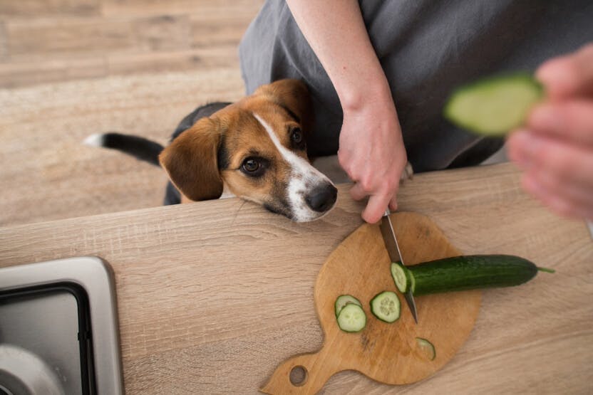 wellness-can-dogs-eat-cucumber-hero-image