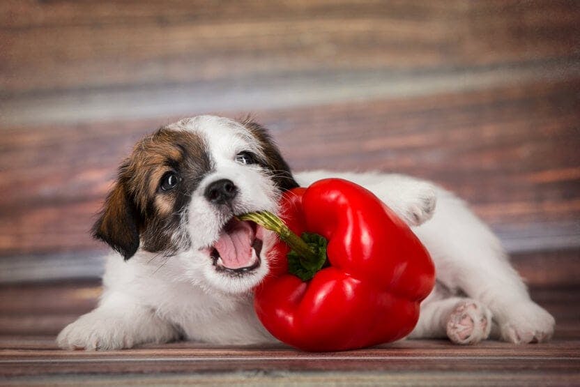 Are green peppers bad for dogs hotsell