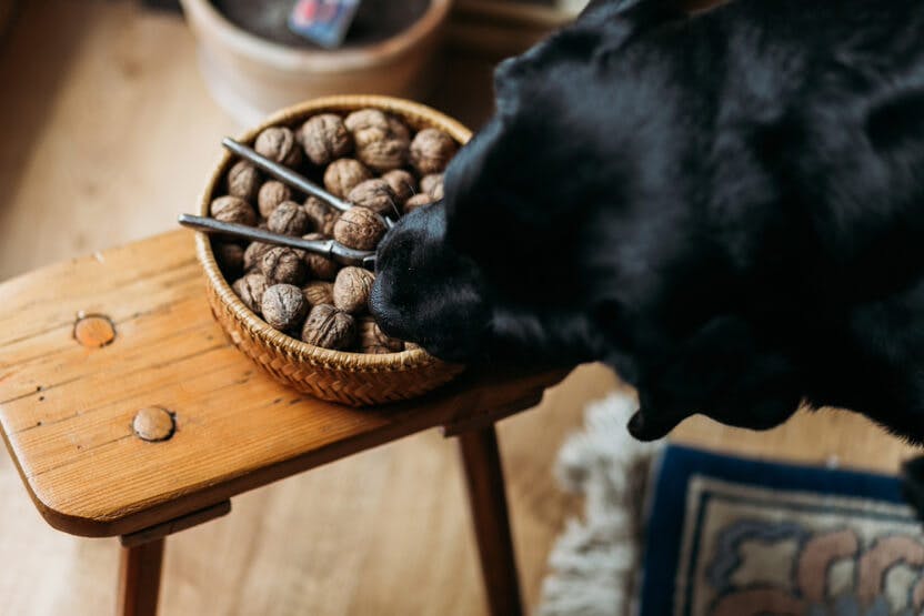 wellness-can-dogs-eat-nuts-hero-image