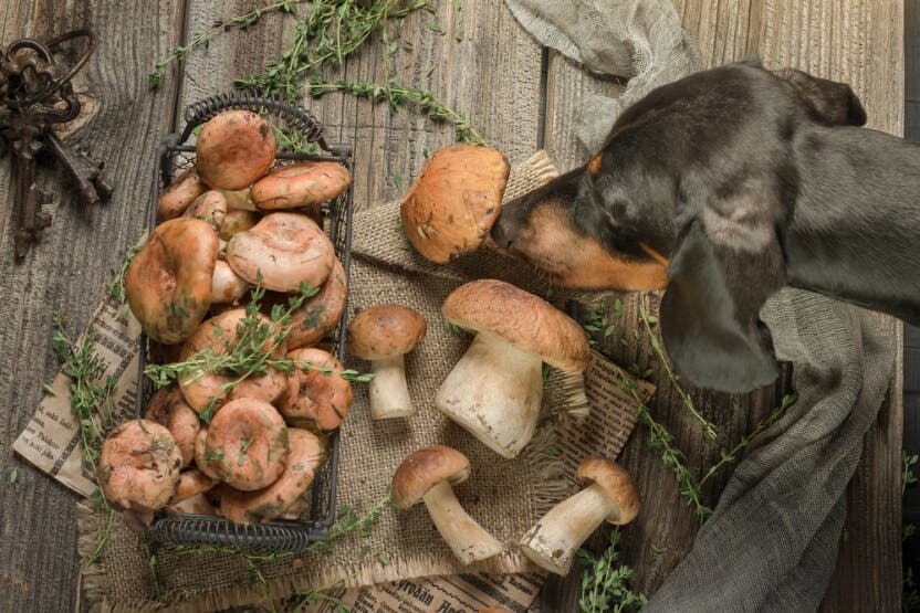wellness-can-dogs-eat-mushrooms-hero-image