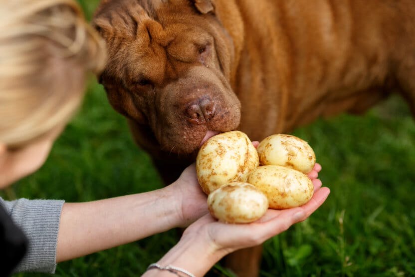 wellness-can-dogs-eat-potatoes-hero-image