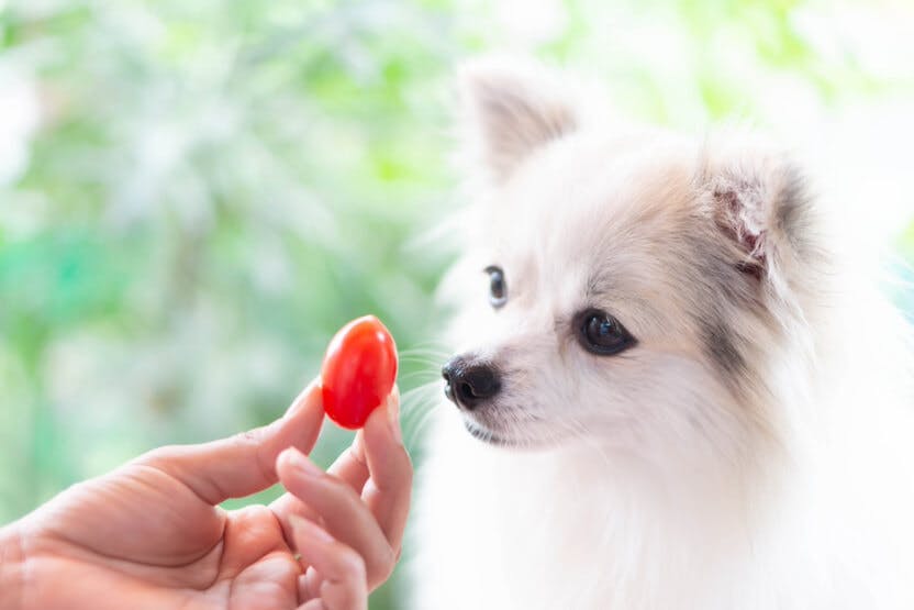 wellness-can-dogs-eat-tomatoes-hero-image