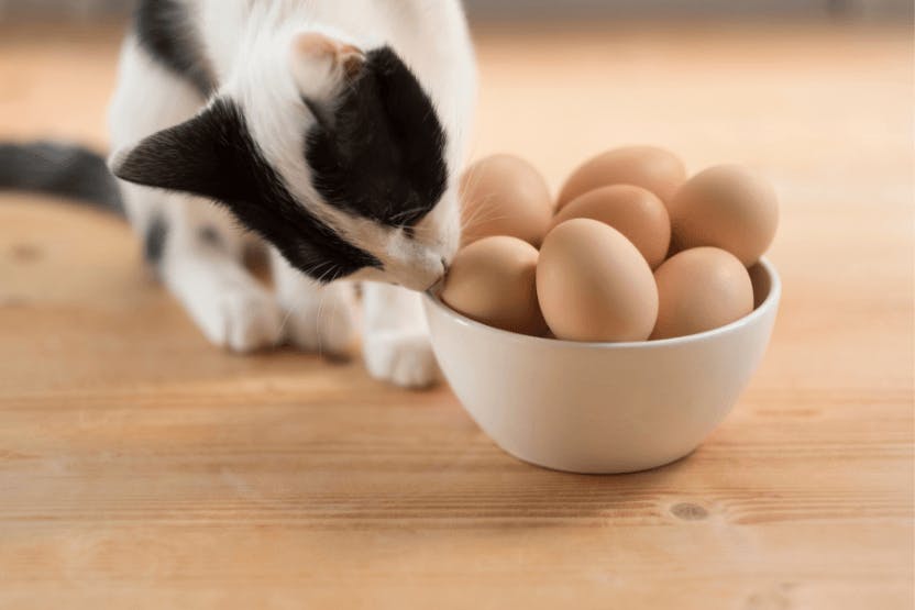wellness-can-cats-eat-eggs-hero-image