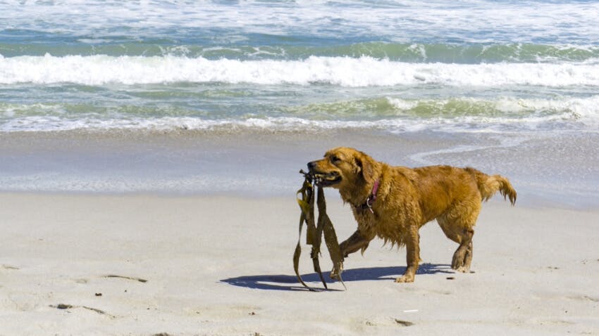 wellness-can-i-feed-my-dog-seaweed-hero-image