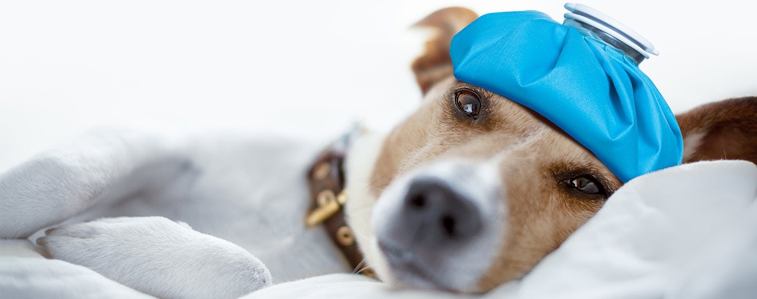 Pet Temperature Monitor Roundup - Keep Pets Safe from the Heat