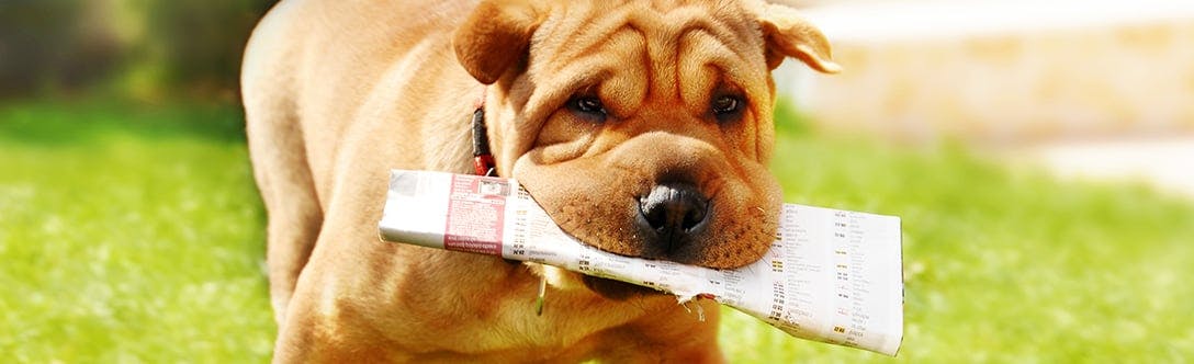 Dog Breeders - Interpreting Classified Ads for Dogs