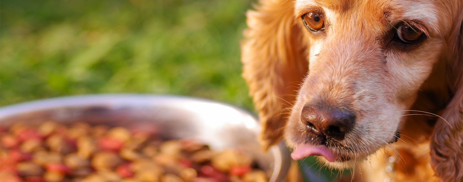 Dog clearance food trail