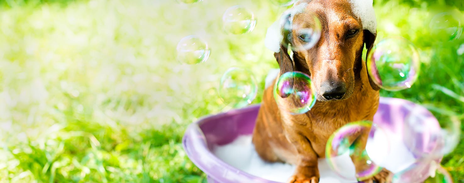 wellness-how-to-bathe-your-dog-hero-image