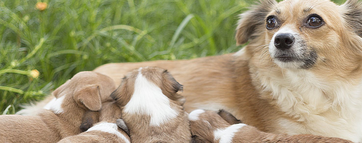 Mother dog not producing milk sale for puppies