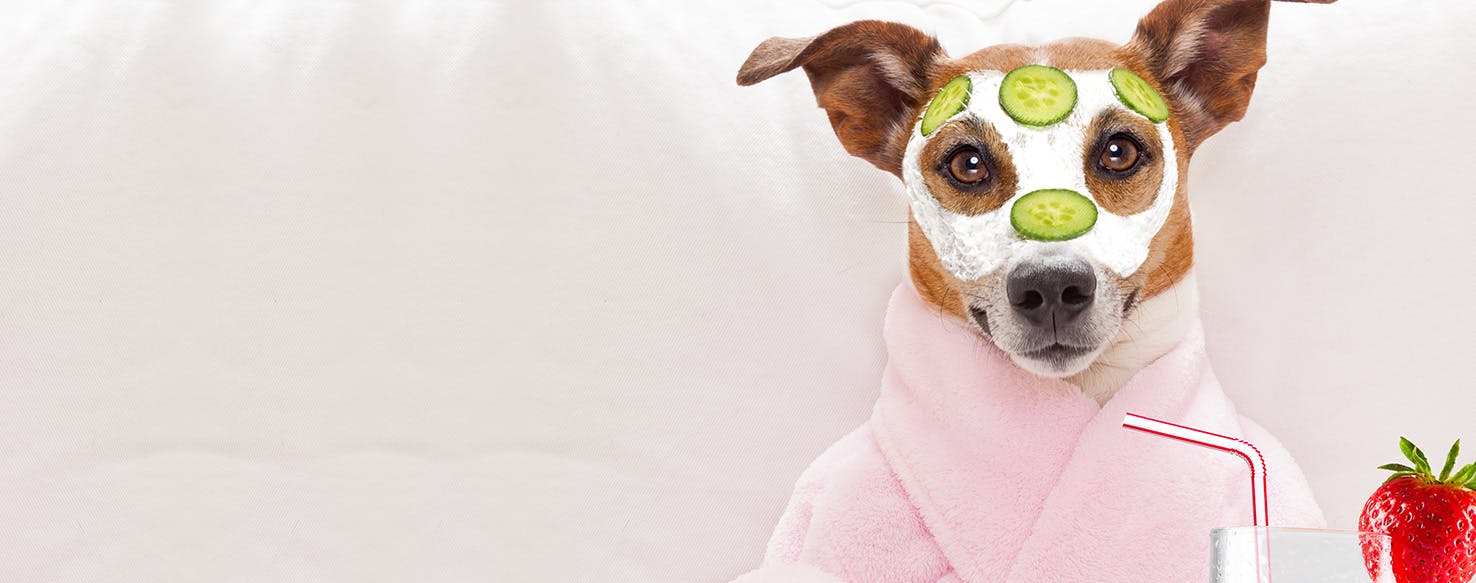 wellness-how-to-prevent-acne-in-dogs-hero-image