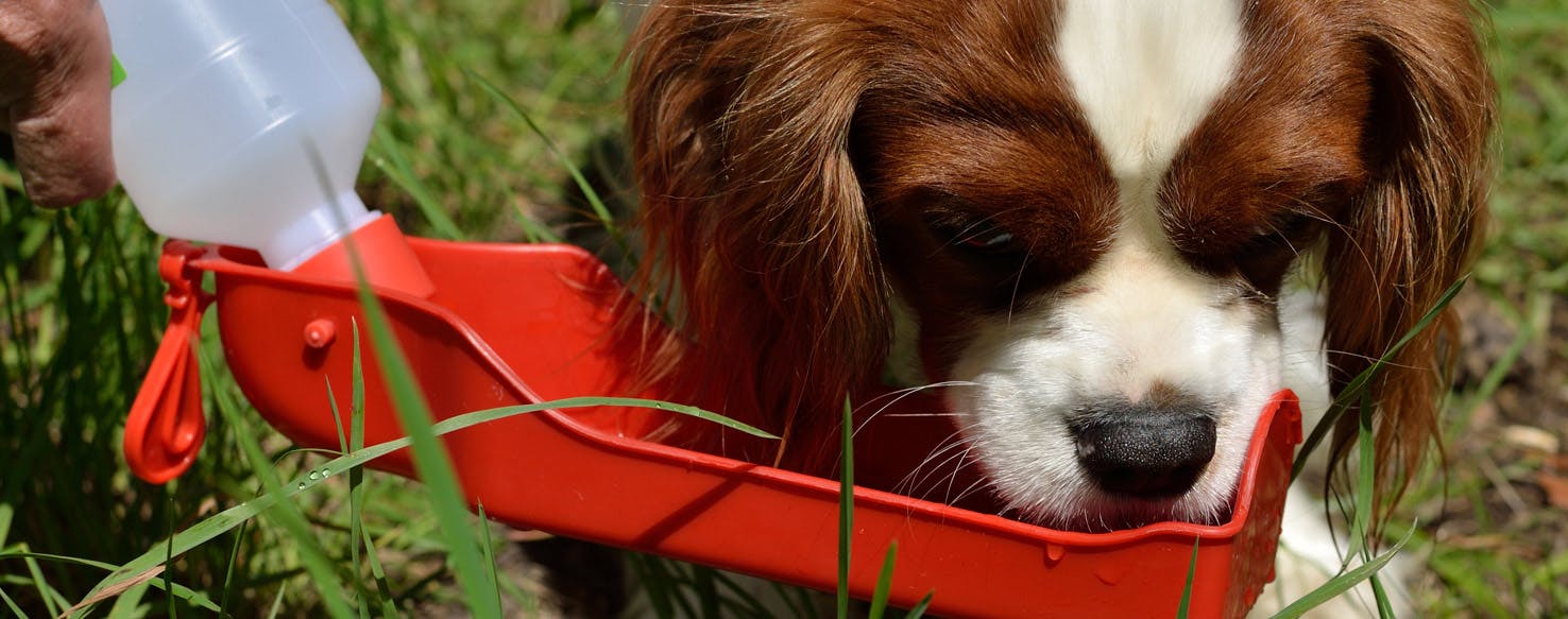 Dog dehydration outlet remedy