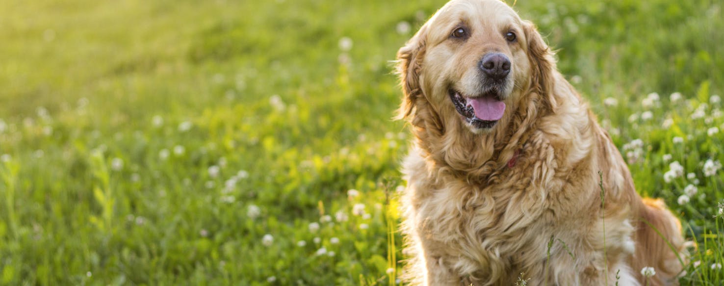 wellness-how-to-prevent-dog-diarrhea-hero-image