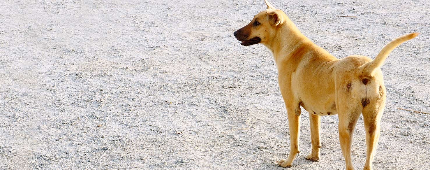 how-to-prevent-dog-dingleberries