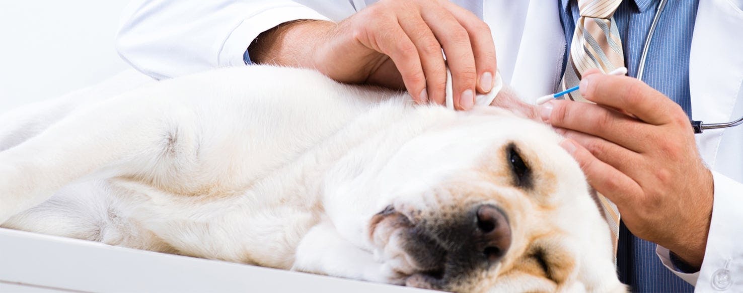 can yeast infection affect dogs eyes