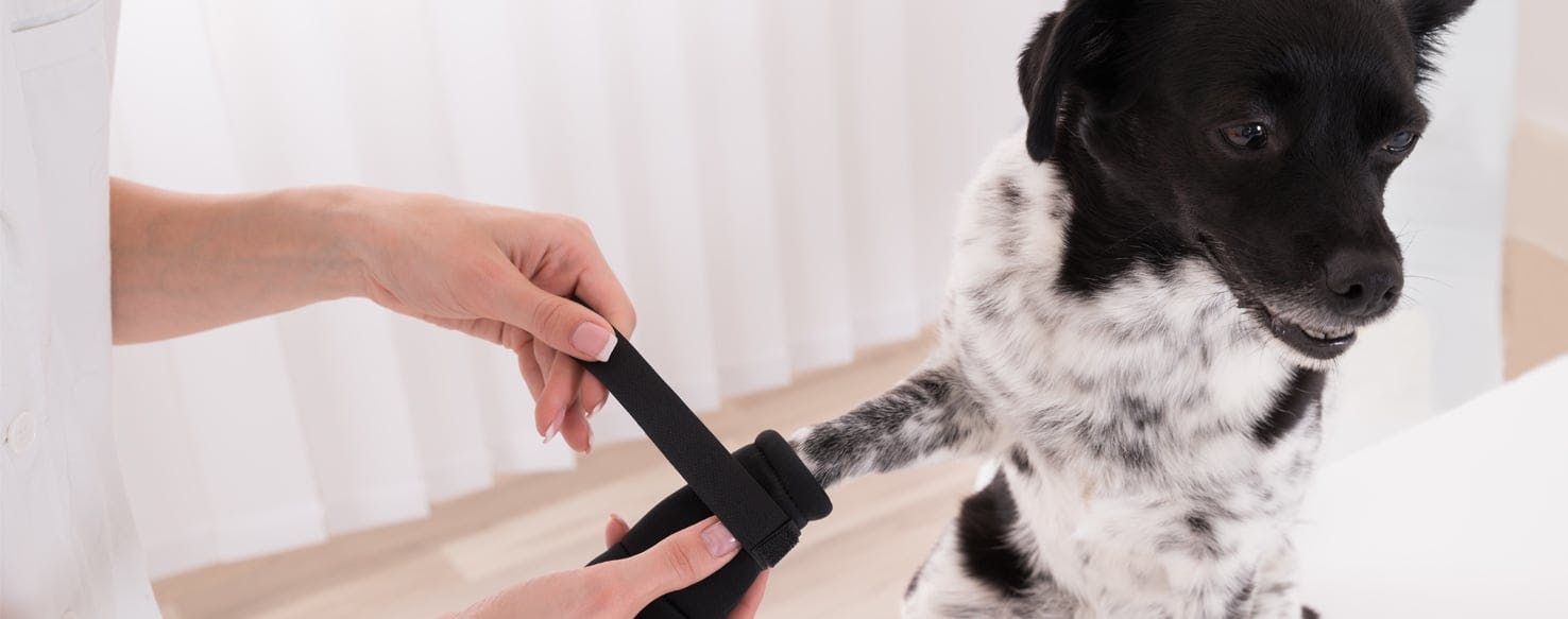 How to Prevent Dog Paw Pad Injuries