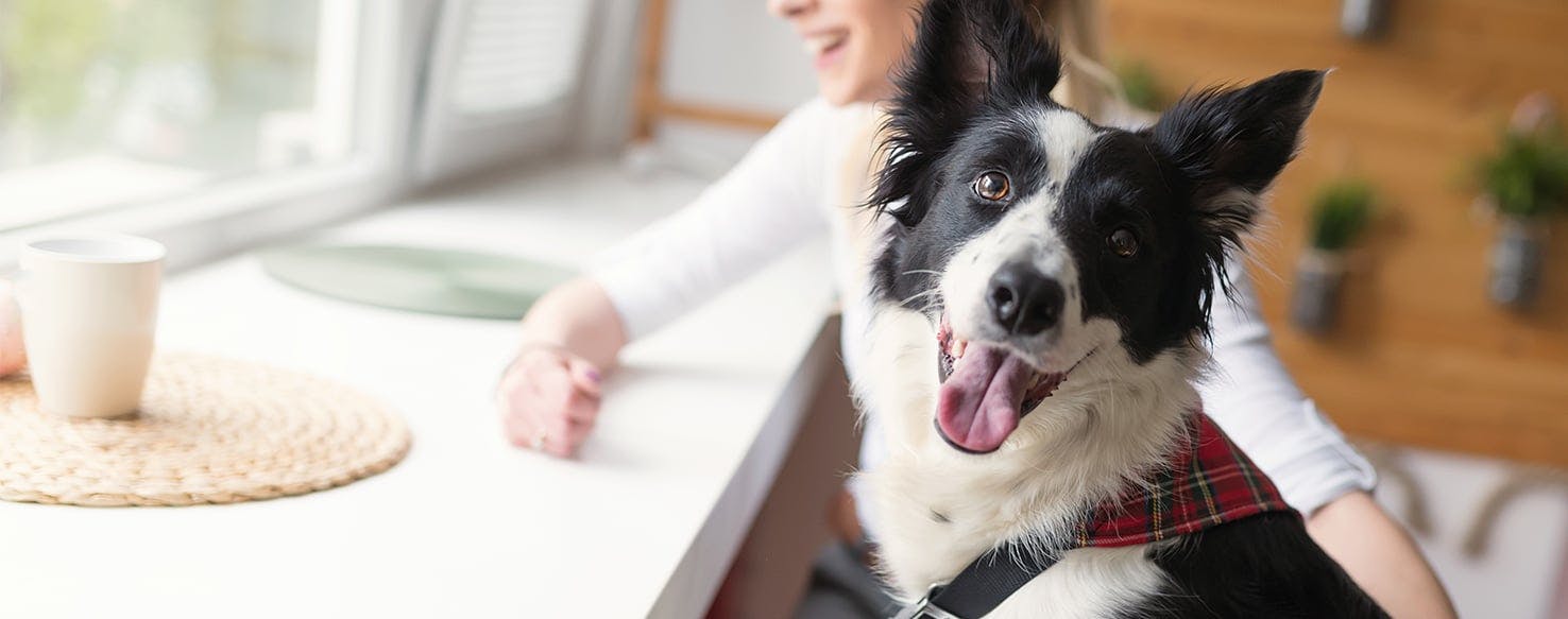 Dog food to help stop shedding best sale