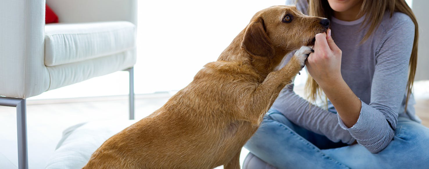 wellness-how-to-prevent-dog-smell-in-your-home-hero-image