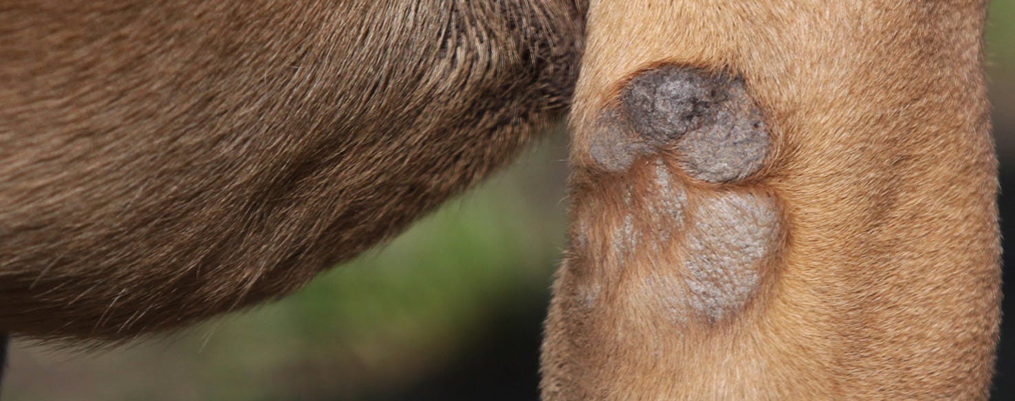 what causes dry flaky skin on dogs