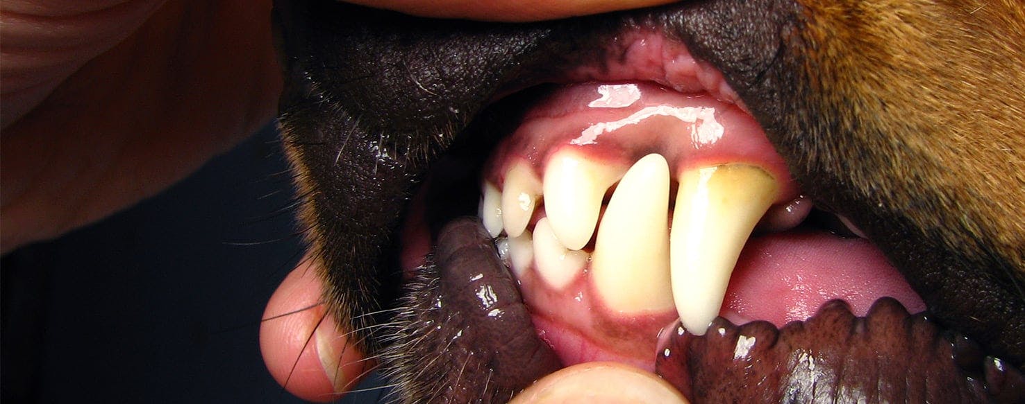 what can i give my dog for gum disease