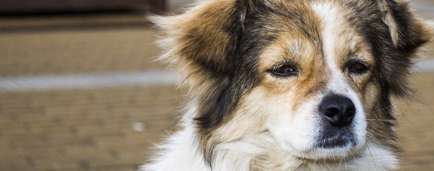 how do you prevent alopecia in dogs