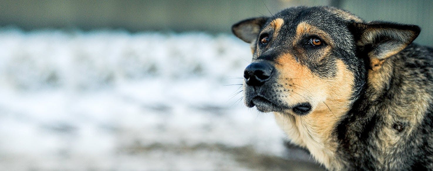 can dogs digest hair