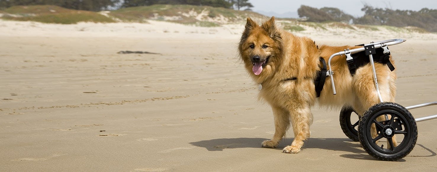 are dogs prone to hip dysplasia