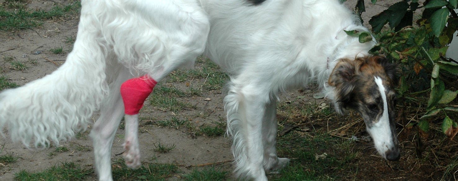 how do you prevent joint problems in dogs