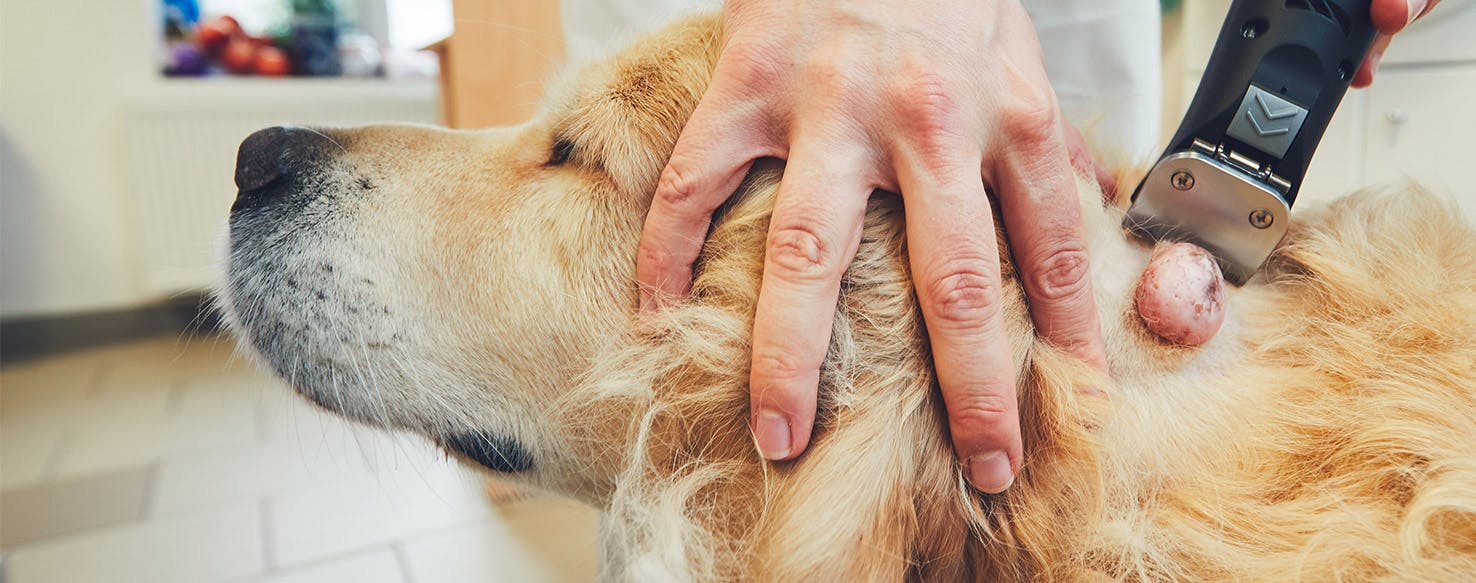 what do fatty tumors look like on dogs