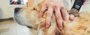 How To Prevent Lipomas In Your Dog