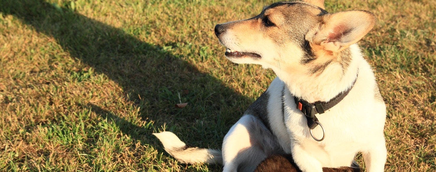 Boo's Big Vacation: World's Cutest Dog Takes San Francisco 