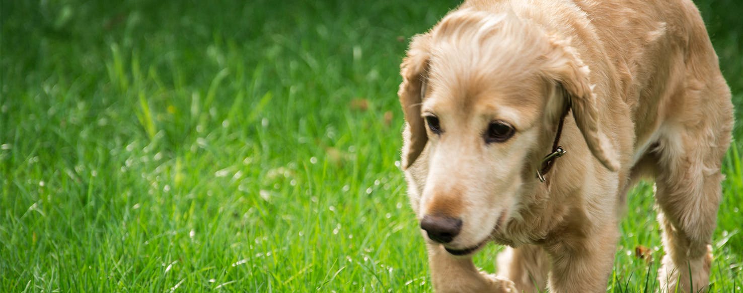 wellness-how-to-prevent-nausea-in-dogs-hero-image